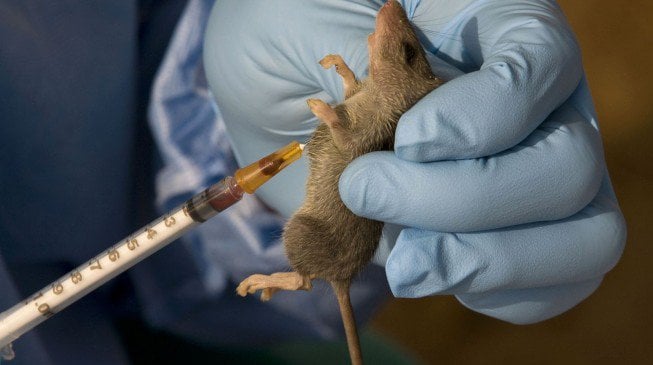 Kogi confirms 4 cases of Lassa fever